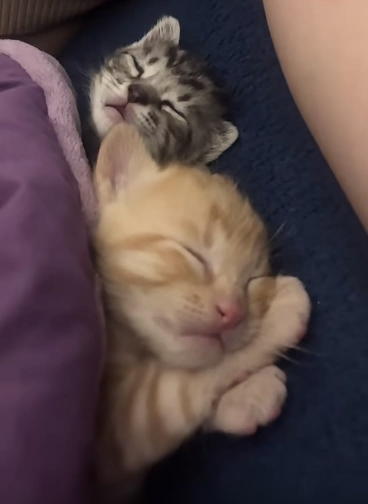 cuteecats154619's tweet photo. https://t.co/rIggVrHIMg