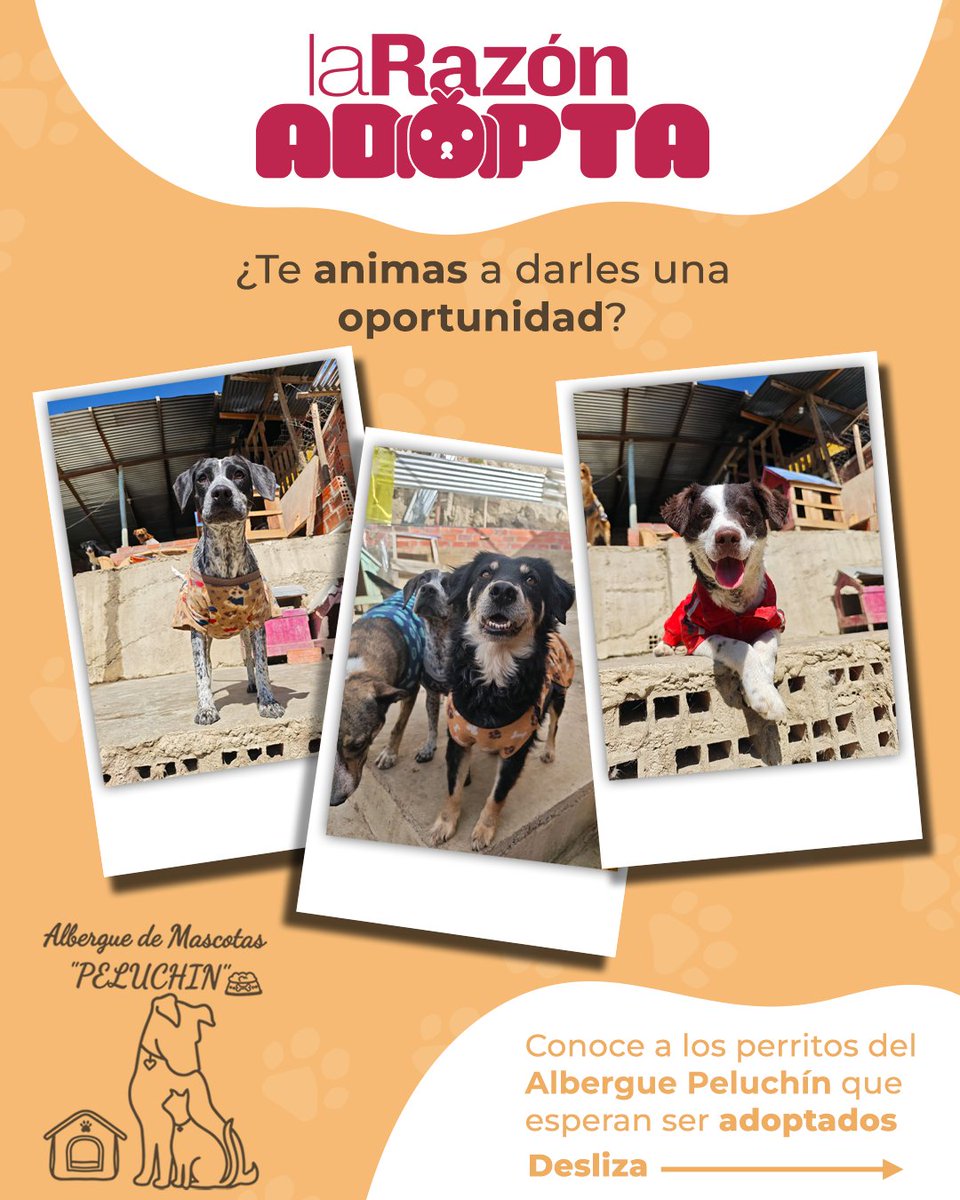 LaRazon_Bolivia's tweet photo. En el Albergue Peluchín, muchos perritos esperan con esperanza la oportunidad de encontrar una familia que los cuide y los quiera.
Este Día de San Roque, queremos acercarte a sus historias. Tal vez entre ellos esté ese compañero que aún espera un hogar.
❤️ Adopta con responsabilidad.
📍 Visita el Albergue Peluchín o contáctate a los números 79171062 - 77719149.
Si no puedes adoptar, comparte esta publicación. Un pequeño gesto también puede ayudar a cambiar una vida.