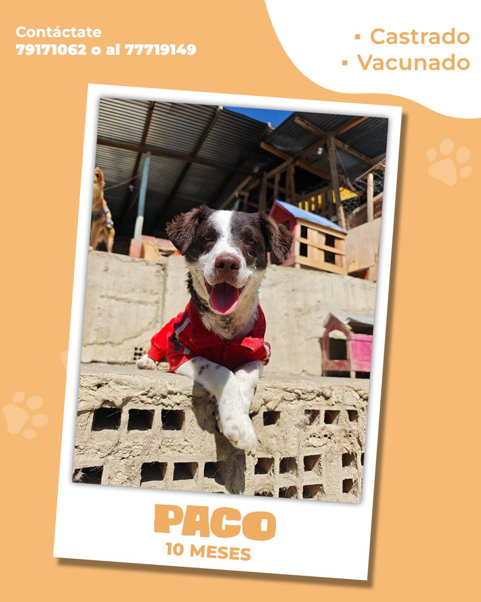 LaRazon_Bolivia's tweet photo. En el Albergue Peluchín, muchos perritos esperan con esperanza la oportunidad de encontrar una familia que los cuide y los quiera.
Este Día de San Roque, queremos acercarte a sus historias. Tal vez entre ellos esté ese compañero que aún espera un hogar.
❤️ Adopta con responsabilidad.
📍 Visita el Albergue Peluchín o contáctate a los números 79171062 - 77719149.
Si no puedes adoptar, comparte esta publicación. Un pequeño gesto también puede ayudar a cambiar una vida.