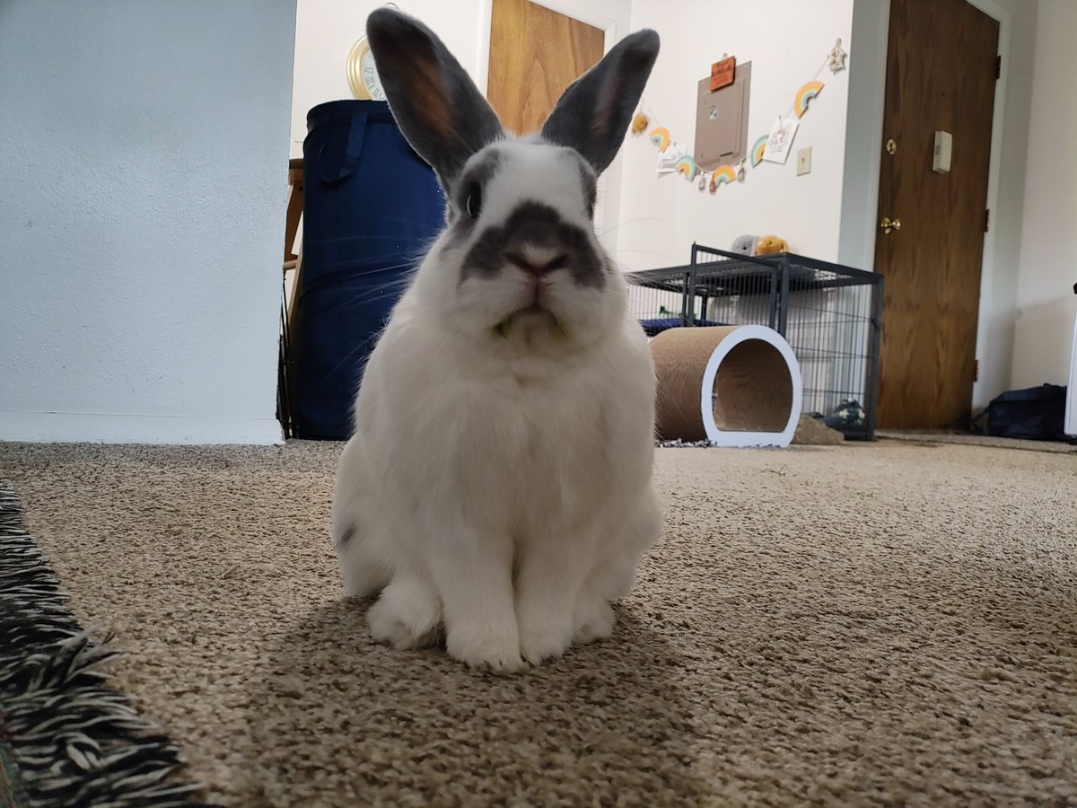ZiggyWearsHats's tweet photo. Hims proud of his green mouf. https://t.co/xNCE2uIv11