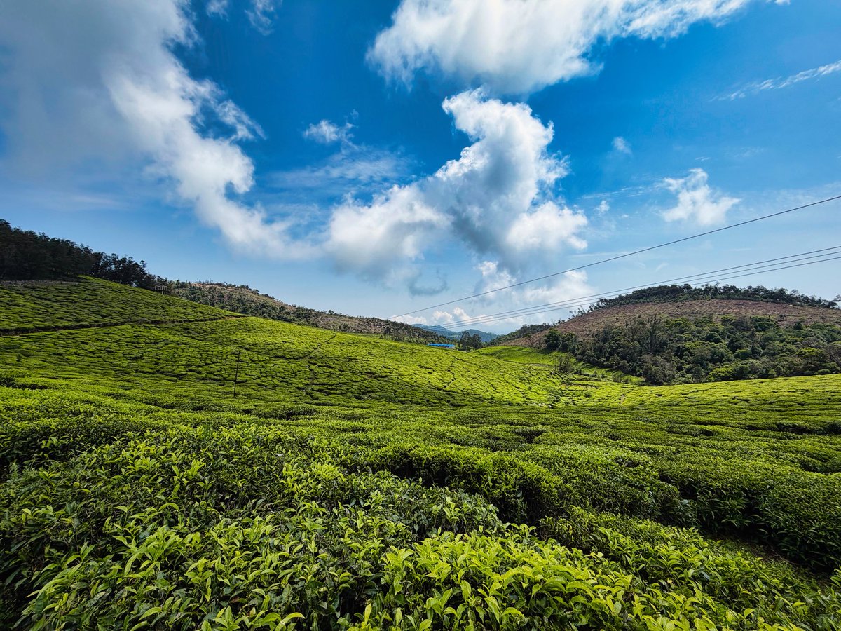 kaatavarayan's tweet photo. 🌳📸 https://t.co/ys7FCoLGpc