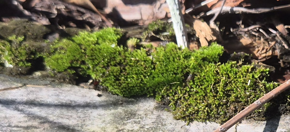 Barnsage's tweet photo. Mmmh moss part 4 🤤 https://t.co/PJEKtUyc3N