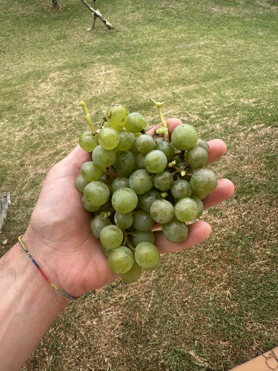 Borovil's tweet photo. Primeras uvas de la temporada. Pocas y pequeñas, pero sabrosas. https://t.co/DtyEUijFdm