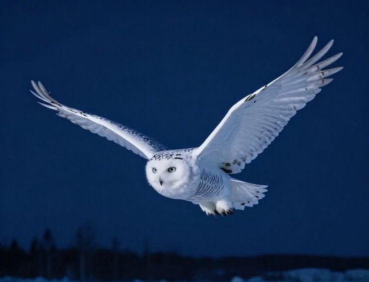 cloveryses's tweet photo. ᅠ
ᅠ
𝐎𝐑𝐄𝐎, the Snowy Owl, is flying on the summer night sky, sending a letter to several places.
ᅠ
✉️ : s .id/hZQuh 
ᅠ
ᅠ https://t.co/kZEudIen4p