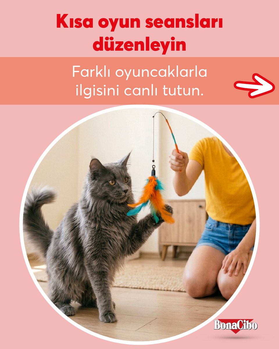 BONACIBO's tweet photo. Evde yaşayan kediler de zihinsel olarak aktif kalmaya ihtiyaç duyar. 🐱🧠

Günlük hayatına ekleyeceğiniz küçük aktiviteler, hem can sıkıntısını azaltmaya hem de doğal avcılık içgüdülerini desteklemeye yardımcı olabilir.❤️ https://t.co/qsiLFawM6e