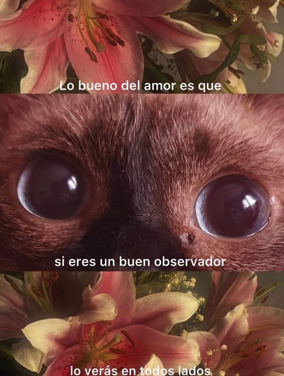 nacional_memes's tweet photo. 🐱 https://t.co/7F0VY29hLs