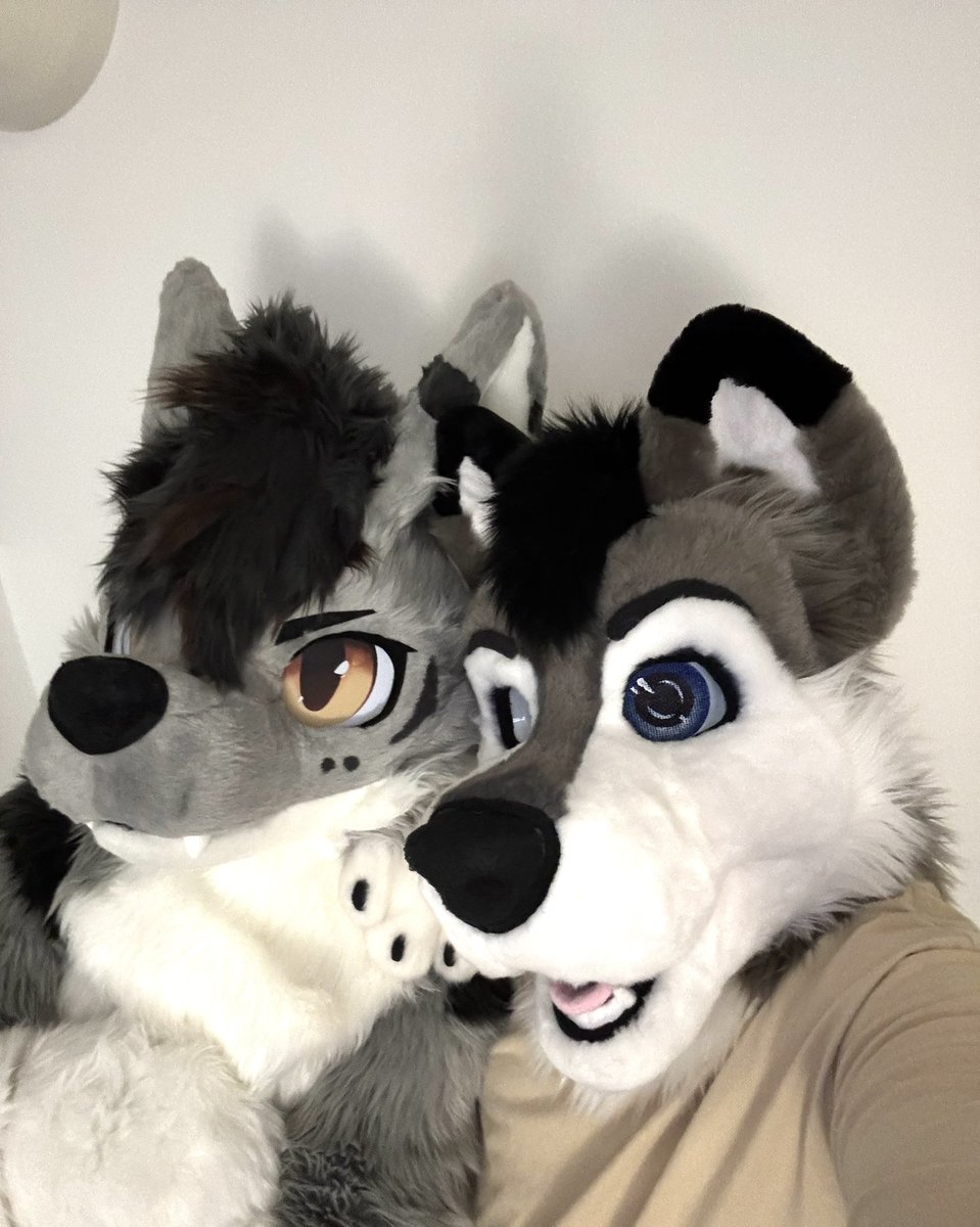 Random_husky tweet picture