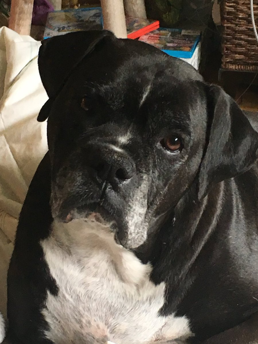Pattyzeus's tweet photo. @CptcurtX I’m so sorry! This is my big boy that has passed. Absolutely devastating! We will see them again 🙏🏻I have to believe this ! https://t.co/EpTFeDTrY8
