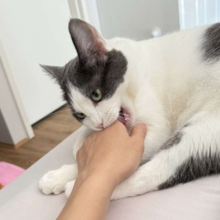 darkwebhaber's tweet photo. Diyarbakır'da 4 ay önce kedi tarafından ısırılan 3 yaşındaki çocukta kuduz tespit edildi. 

Durumu ağırlaşan çocuk entübe edildi. 

Bölgede filyasyon, temaslı taraması ve sağlık kontrolleri başlatıldı; sahipsiz kedi ve köpekler toplandı. https://t.co/nT28R53WVO