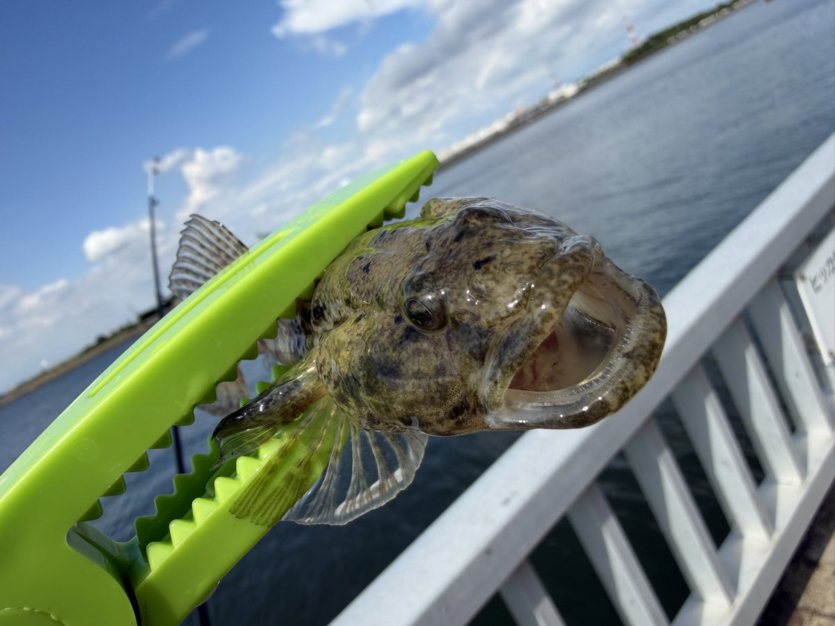 ShinGyabu's tweet photo. ハゼ大漁大漁🐟 https://t.co/ytSg0WJnV4