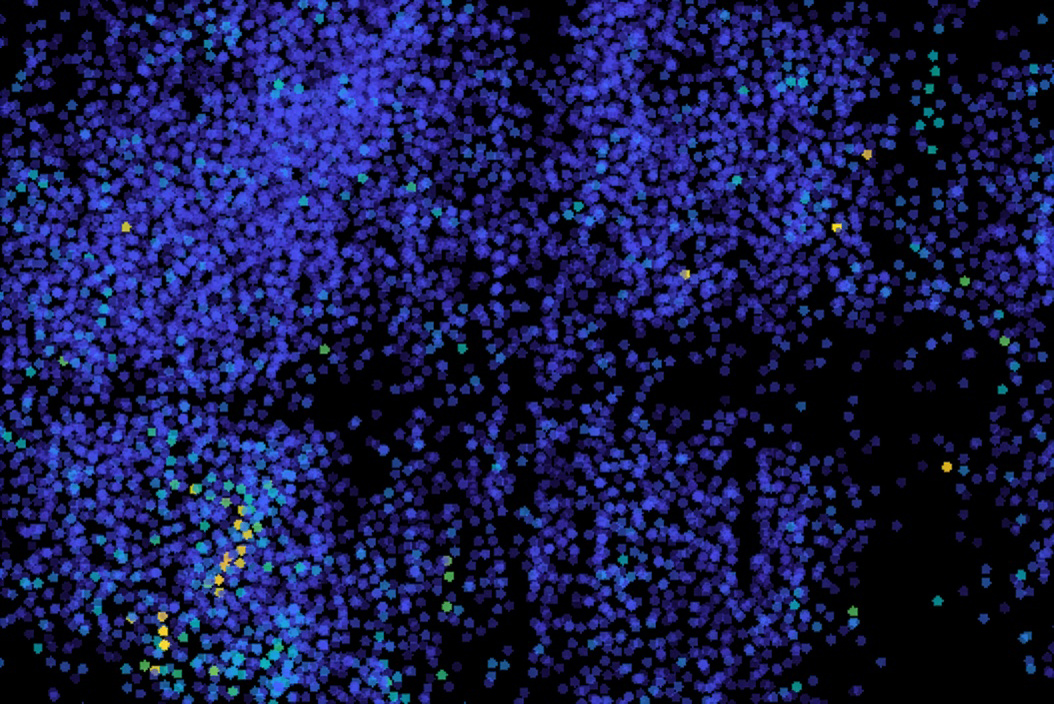 MITdeptofBE's tweet photo. Boyden Lab researchers have developed a method for imaging neuron activity in the zebrafish brain. Each colored spot (green and yellow) represents an active neuron. https://t.co/rqGUT7WWzA @naturemethods https://t.co/SYdG8n6gYl