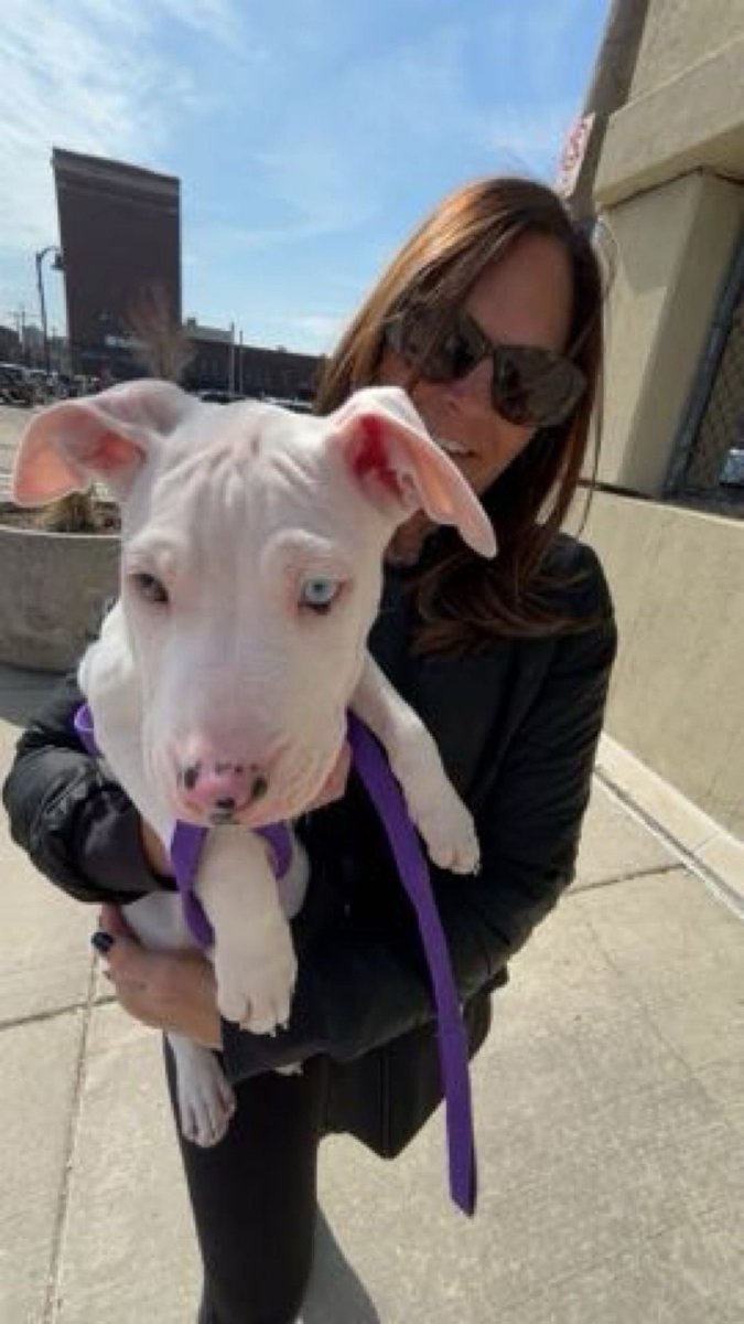 TeamMikeRogers's tweet photo. Hereโs Kerry & Moon from Royal Oak! #DogsForMike ๐พ๐บ๐ธ https://t.co/ef0qck3uxi