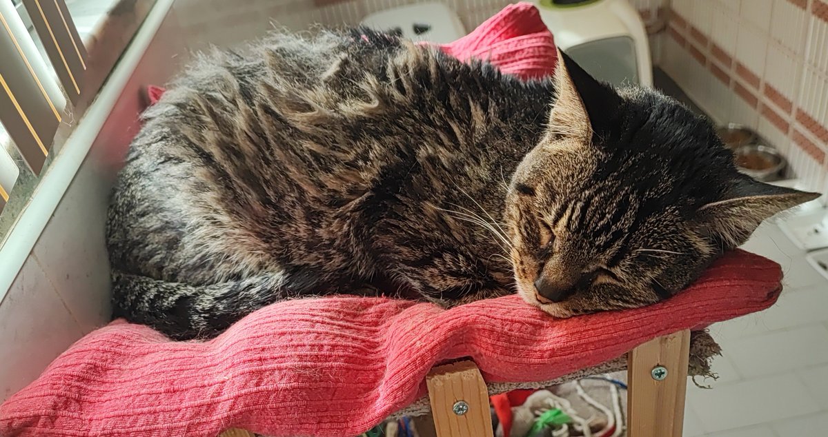 filipabitches's tweet photo. @oreoeocat The grumpiest of our cats who almost reached 21y. Looked like a well loved plushie https://t.co/R95mK9msiP