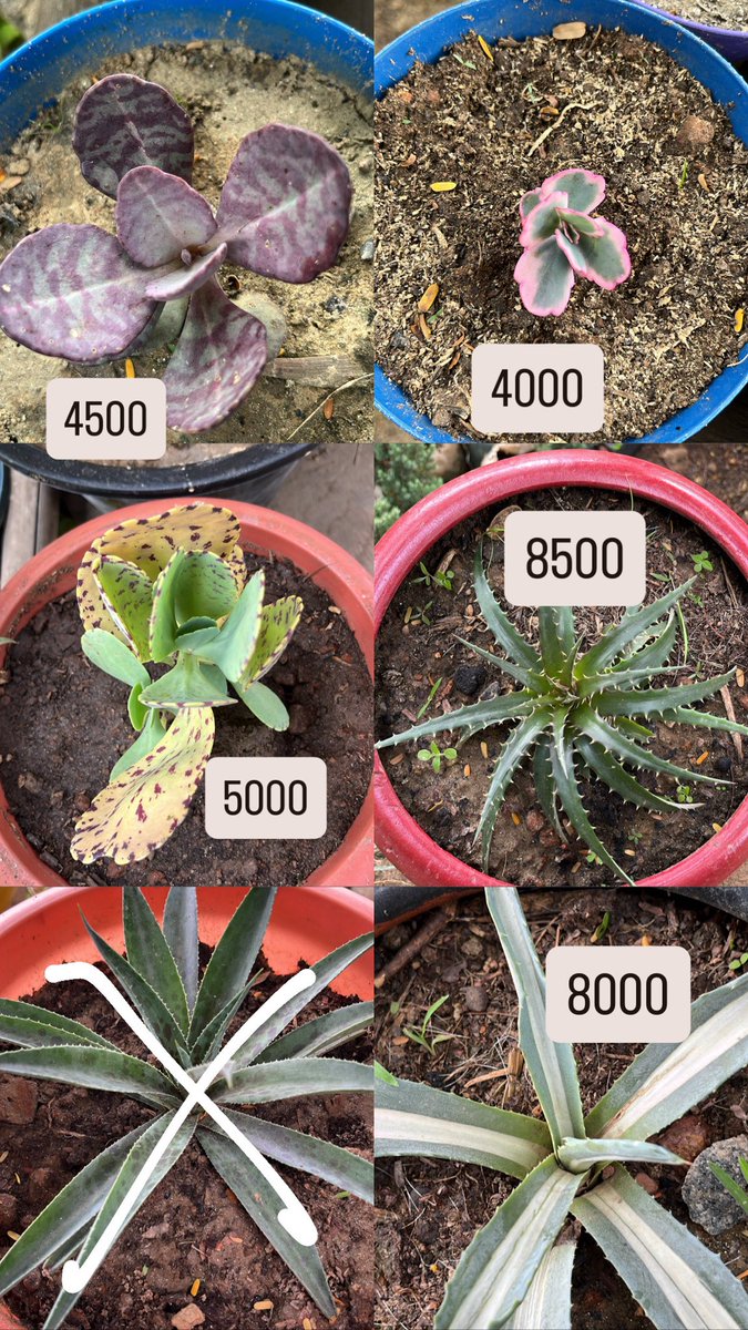 YassJacob21's tweet photo. Succulents available 
Location:Kaduna state https://t.co/JaGOP1PQeL