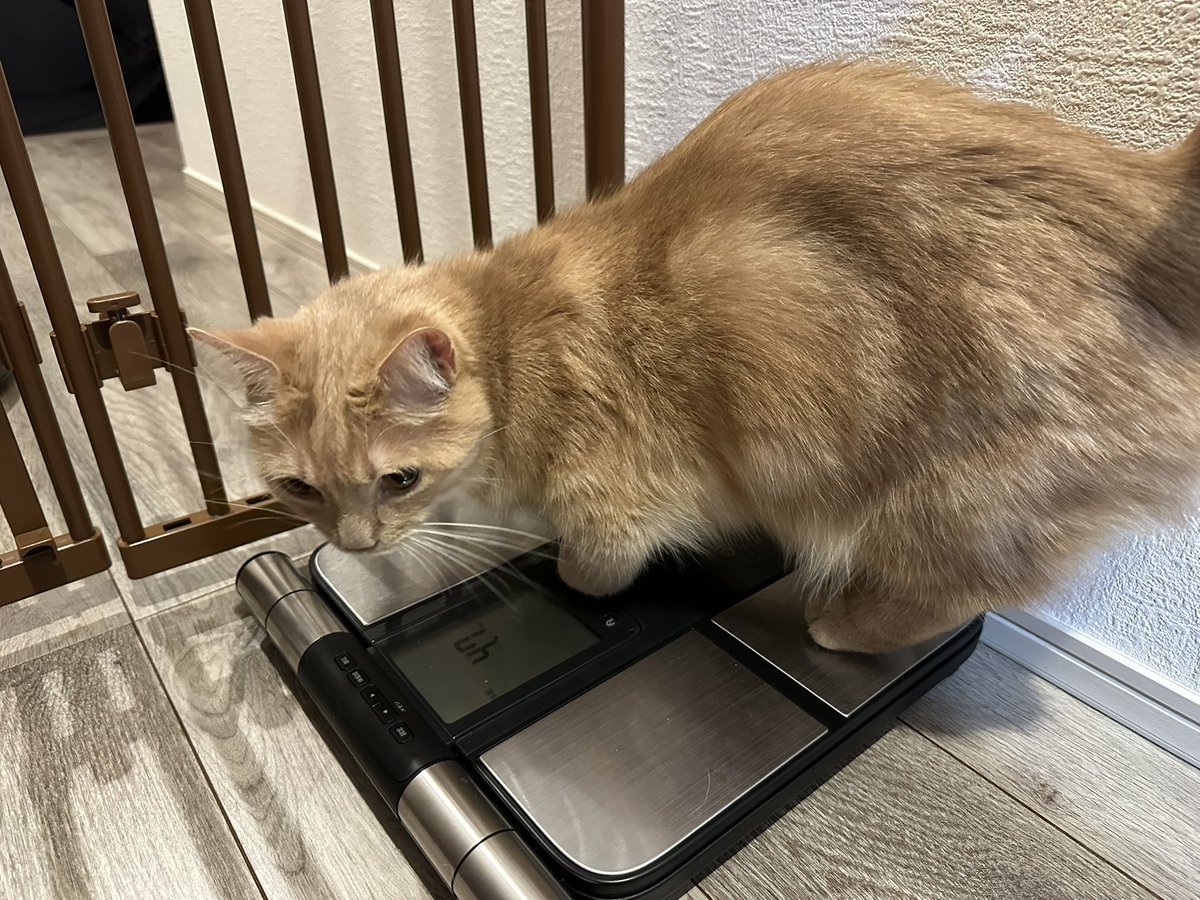 gorogoromocha's tweet photo. 2026/08/14
モカが268週齢を迎えたので成長記録🐈
最近は午前4時にパパンゴの足を噛んでくるのが日課になってしまったモカのすけ😭
体重：4.7kg
#モカ成長記録 #268週齢 #猫 #マンチカン #cat #munchkin https://t.co/EeZbDRCNjQ