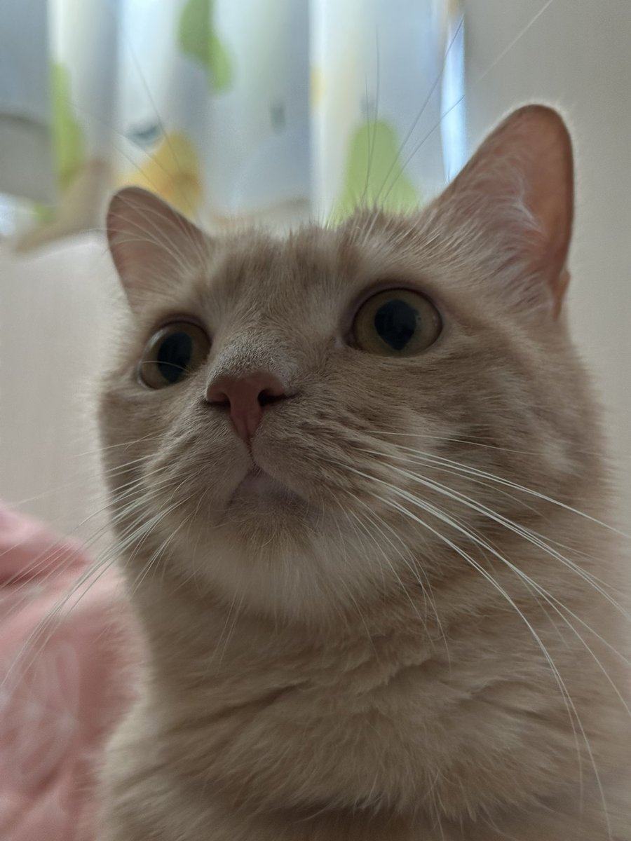 gorogoromocha's tweet photo. 2026/08/14
モカが268週齢を迎えたので成長記録🐈
最近は午前4時にパパンゴの足を噛んでくるのが日課になってしまったモカのすけ😭
体重：4.7kg
#モカ成長記録 #268週齢 #猫 #マンチカン #cat #munchkin https://t.co/EeZbDRCNjQ