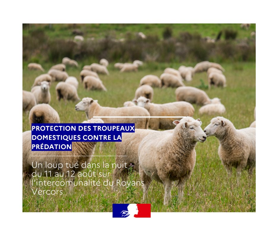 Image de Préfète de la Drôme - 🐺 Protection des troupeaux
Un loup en situation d'attaque sur un troupeau présent sur l'intercommu