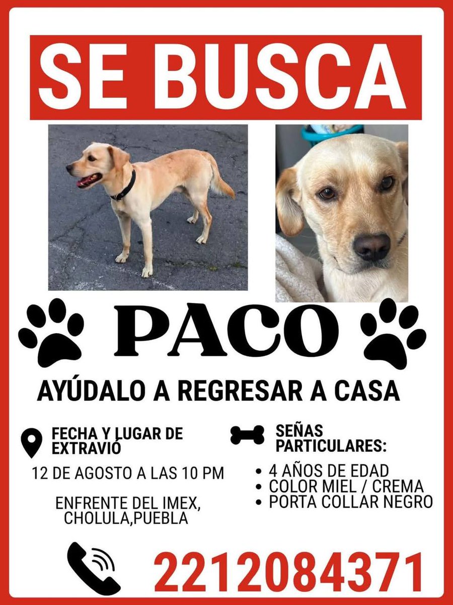 AlcanceDiario's tweet photo. #ServicioCiudadano 🚨Solicitamos de su apoyo para ayudar a Paco a regresar a casa, este lomito se extravió el pasado 12 de agosto en frente del #IMEX, #Cholula 🐶🐕‍🦺.

📲Cualquier información que puedas proporcionar, favor de comunicarte al número de la imagen. https://t.co/JEEe2qxwcC