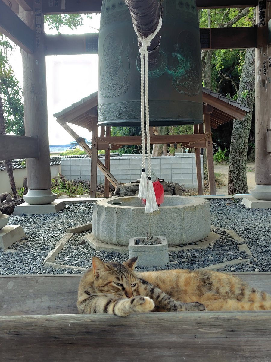 pontaku522's tweet photo. 猫と鐘。
賽銭箱を占領している猫がいました。
＃お遍路 https://t.co/AJUFa3iGQ7