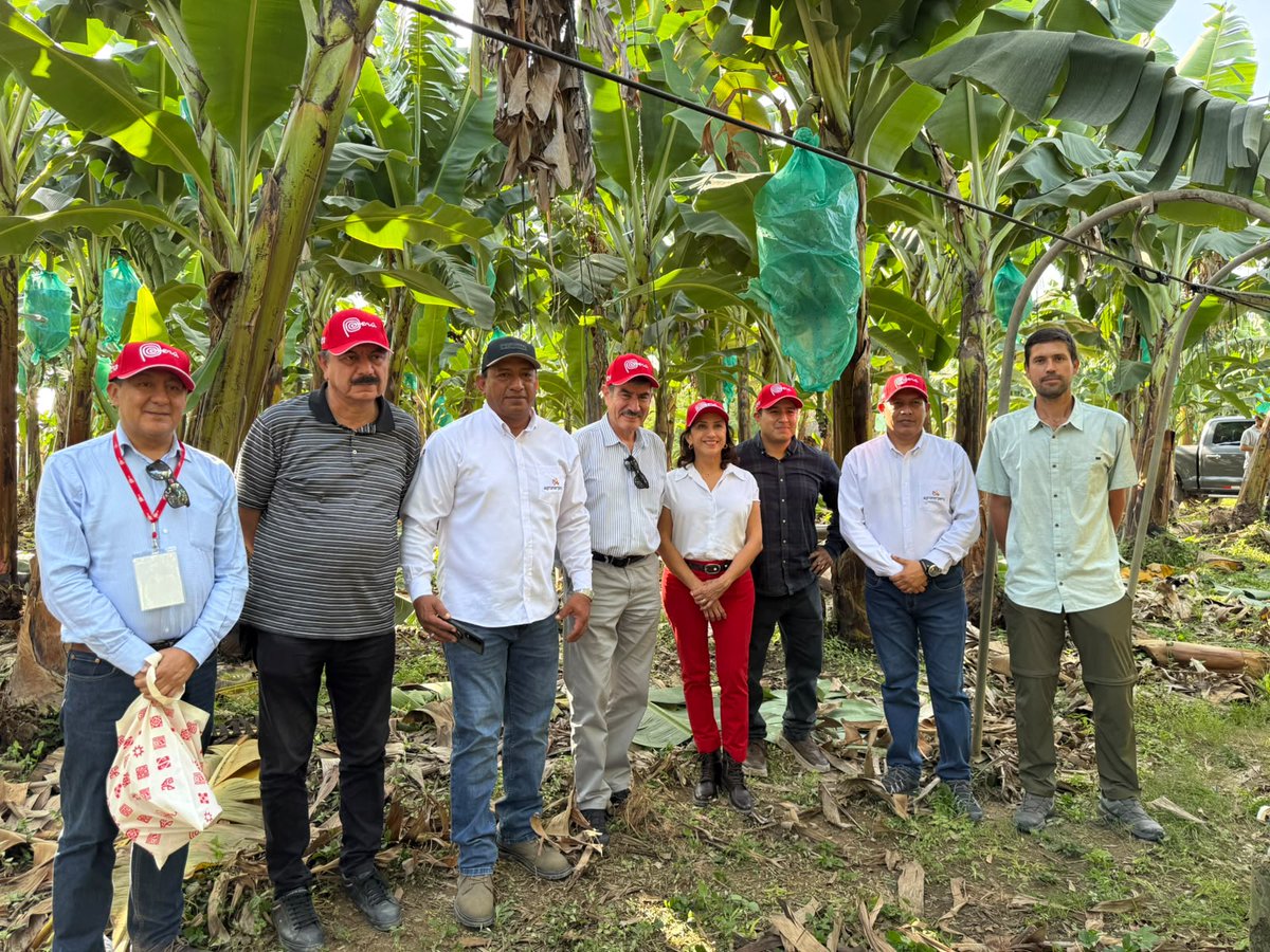 Promperu's tweet photo. 🍌🍋 AGRONORPERÚ, empresa agroexportadora especializada en banano orgánico y limón Tahití, recibió la Licencia de Uso de la Marca Perú, que reconoce su apuesta por una oferta peruana de calidad y sostenible.

🔗 #NotaDePrensa https://t.co/745RNlP3G9 https://t.co/QDxP05n6HF