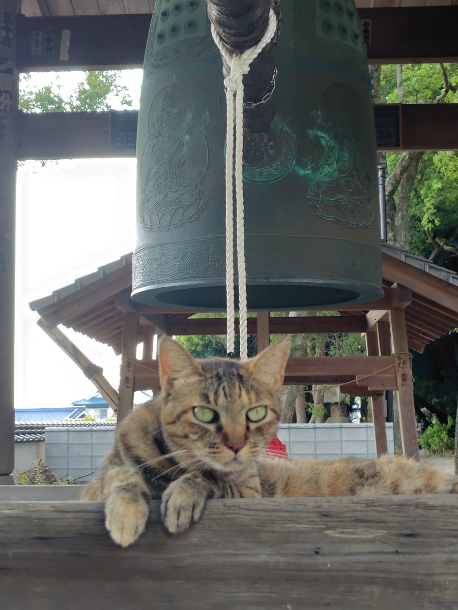 pontaku522's tweet photo. 猫と鐘。
賽銭箱を占領している猫がいました。
＃お遍路 https://t.co/AJUFa3iGQ7