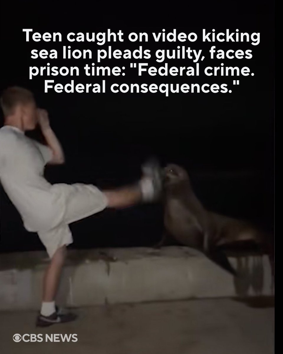 CBSNews's tweet photo. An 18-year-old man who was caught on camera last month kicking a sea lion at a San Diego beach pleaded guilty to harassing the sea mammal and could face up to a year in prison.

Muehl admitted that he approached the animal with his hands held high "as if preparing to box with or fight the animal." As Muehl got close to the sea lion, he referred to himself as "Max Holloway," in reference to the UFC fighter, prosecutors said. Muehl admitted that he kicked at the sea lion four times and made contact while kicking at the animal, causing the animal to flinch and recoil.  https://t.co/zLgTfRkKLX