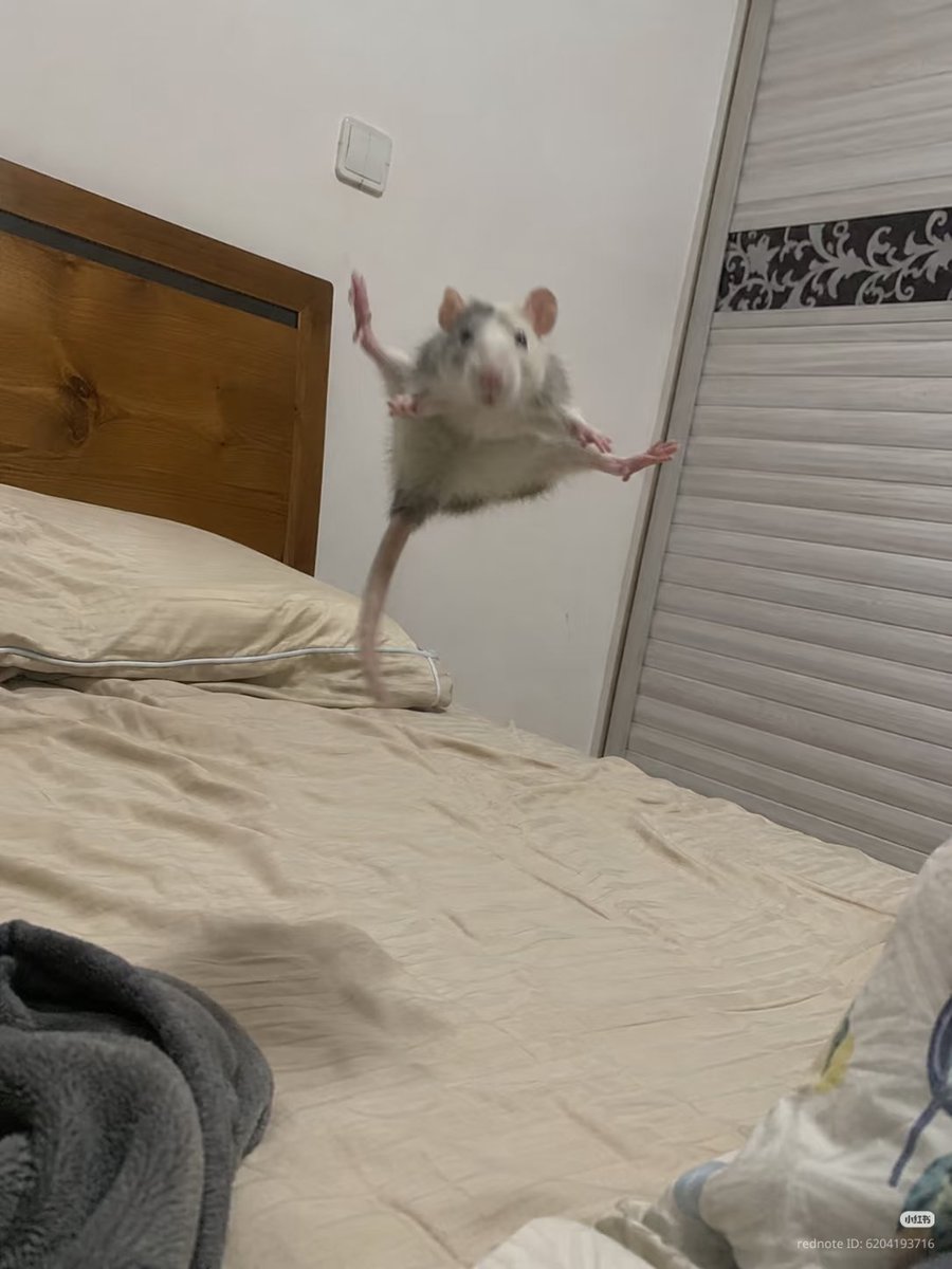 TweetsOfHamster's tweet photo. https://t.co/GRhLWvnYyp