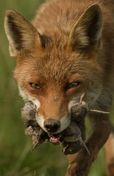 giveashitnature's tweet photo. That fox trotting through your neighborhood isn't your enemy. It's hunting the animals that give ticks Lyme disease. 

Blacklegged ticks hatch clean. They pick up the Lyme bacterium while feeding on infected wildlife, and in the eastern US, one of the most important sources is the white-footed mouse. Depending on where you are, 40 to 90% of the ticks that feed on one come away carrying it.

Foxes eat a lot of mice. One study found rodents making up close to half the diet of a fox. But the better part is what a fox does to the mice it doesn't eat.

In field experiments, the mere signs of a fox nearby cut rodent activity by more than half. The mice stop foraging in the open. They move less, they range less, and they meet fewer ticks. Your local fox changes mouse behavior across far more ground than it could ever physically hunt.

In 2012, researchers publishing in PNAS found Lyme cases were negatively correlated with fox abundance across four states. In Wisconsin, fox harvests fell about 80% between 1984 and 2009 as coyotes moved in, and Lyme climbed as foxes disappeared.

So when a fox turns up in your yard, here's what to do: nothing. Don't call animal control. Don't shoot at it. Don't trap it. Don't poison it. A fox trotting through a neighborhood isn't lost and isn't coming for your kids.

Also, skip the rat poison. A poisoned rodent takes days to die and spends them stumbling around in the open, which makes it the easiest meal available. The fox eats it and dies too. So do the owls and hawks doing the same job.

If you keep chickens, bury hardware cloth around the coop and lock them in at night. A fox getting your birds is a coop problem, not a fox problem.

Otherwise, just let it hunt. It's working for free.