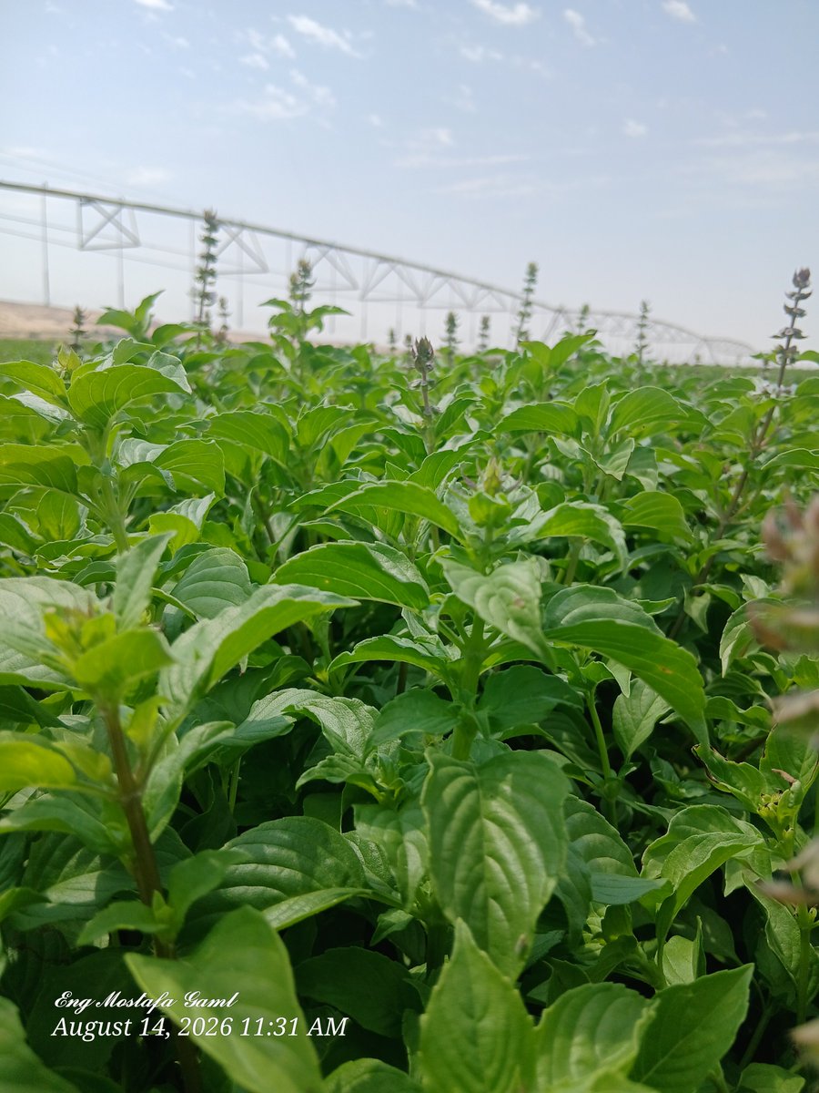 Mostafa09015993's tweet photo. Diary of an Agricultural Engineer🌱
#agricultural_engineer https://t.co/E6or70Tg1B