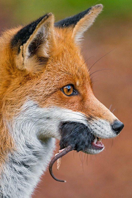 giveashitnature's tweet photo. That fox trotting through your neighborhood isn't your enemy. It's hunting the animals that give ticks Lyme disease. 

Blacklegged ticks hatch clean. They pick up the Lyme bacterium while feeding on infected wildlife, and in the eastern US, one of the most important sources is the white-footed mouse. Depending on where you are, 40 to 90% of the ticks that feed on one come away carrying it.

Foxes eat a lot of mice. One study found rodents making up close to half the diet of a fox. But the better part is what a fox does to the mice it doesn't eat.

In field experiments, the mere signs of a fox nearby cut rodent activity by more than half. The mice stop foraging in the open. They move less, they range less, and they meet fewer ticks. Your local fox changes mouse behavior across far more ground than it could ever physically hunt.

In 2012, researchers publishing in PNAS found Lyme cases were negatively correlated with fox abundance across four states. In Wisconsin, fox harvests fell about 80% between 1984 and 2009 as coyotes moved in, and Lyme climbed as foxes disappeared.

So when a fox turns up in your yard, here's what to do: nothing. Don't call animal control. Don't shoot at it. Don't trap it. Don't poison it. A fox trotting through a neighborhood isn't lost and isn't coming for your kids.

Also, skip the rat poison. A poisoned rodent takes days to die and spends them stumbling around in the open, which makes it the easiest meal available. The fox eats it and dies too. So do the owls and hawks doing the same job.

If you keep chickens, bury hardware cloth around the coop and lock them in at night. A fox getting your birds is a coop problem, not a fox problem.

Otherwise, just let it hunt. It's working for free.