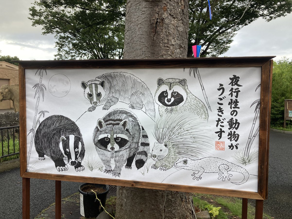 jinsei_Konata's tweet photo. 遂にアライグマがかみね動物園のセンターを取ったのだ！(ガチ)
アライグマの時代が来たのだ🦝 https://t.co/jCbkt6jXgc