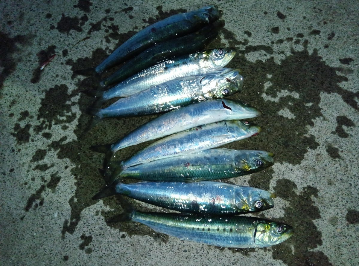 nkntk06's tweet photo. 久々の釣り🎣

本命アナゴ／ﾎﾞｳｽﾞ🥲
ｳｫｰﾐﾝｸﾞｱｯﾌﾟ／良型ﾏｲﾜｼ🎣 https://t.co/fnAKMUDMQS
