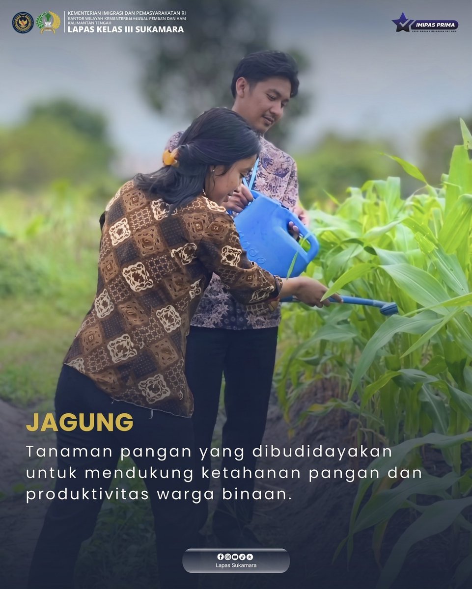 lapassukamara's tweet photo. Hallo Sobat Lakara👋
🌱DARI LAHAN, TUMBUH KEMANDIRIAN!🌱

Lapas Kelas III Sukamara terus mengembangkan sektor pertanian sebagai bagian dari upaya mewujudkan lahan produktif dan mendukung ketahanan pangan. https://t.co/QAy3g78xAY