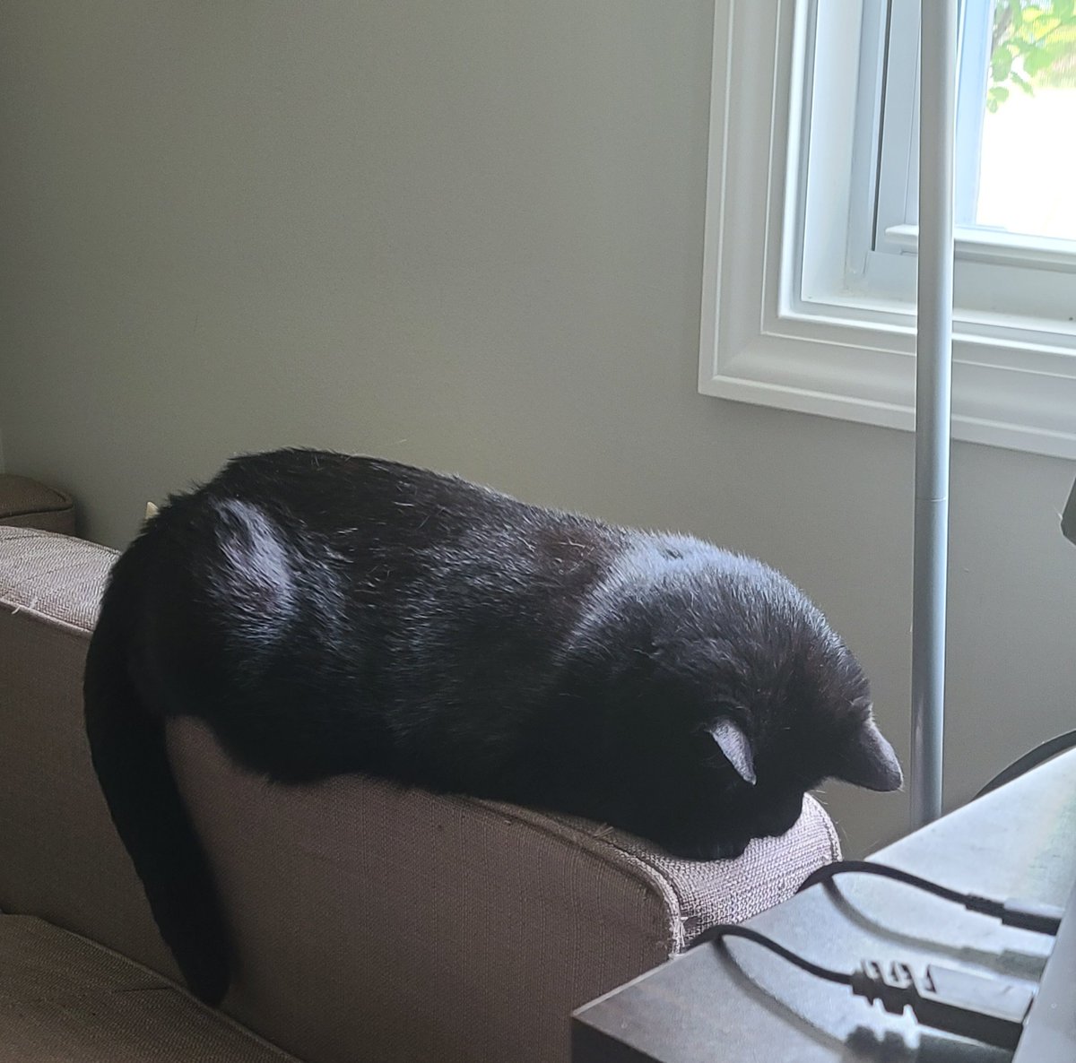 VenxmRiot's tweet photo. Lillith is 6 years old today. 🖤🐈‍⬛️ https://t.co/l3ijr37uFj