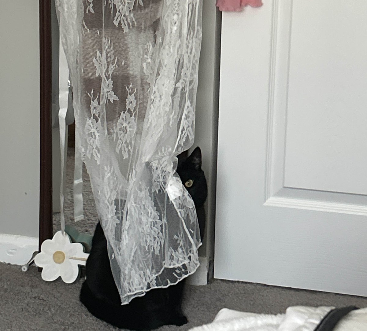 VenxmRiot's tweet photo. Lillith is 6 years old today. 🖤🐈‍⬛️ https://t.co/l3ijr37uFj