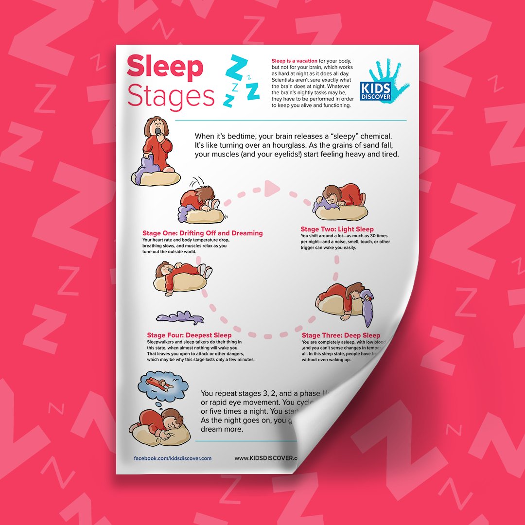 KIDS_DISCOVER's tweet photo. As #BackToSchool approaches, getting a good night's #sleep becomes very important for students! In our #Infographic, Sleep Stages, kids will learn about the sleep needed to recover after a full day of #learning. Download for FREE here 😴 https://t.co/EzWdg0WXXJ https://t.co/AkSpky7bLM