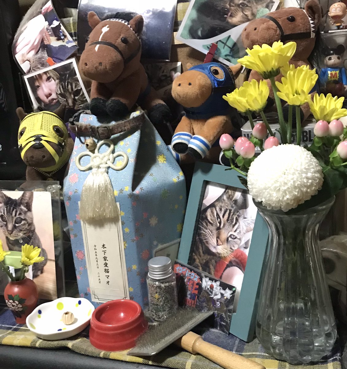 mechakochan's tweet photo. お盆なんで久々にお花を🌸
ピンポンマムが可愛くて買ってきた♪
桃色の蕾(？)も可愛くて買ったけど何の花やろ？花なんかしら？？
マオたん帰ってきてくれてるかな〜🐱ゆっくりしてってやー❤️
見つめるマオたんかわええな〜❤️ https://t.co/Zhpl0maAVw