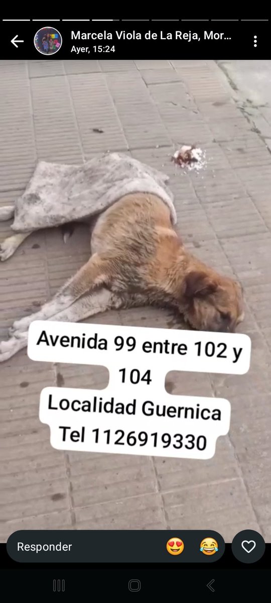 RaquelMait's tweet photo. Quien puede socorrer a este perrito? Esta en Guernica. Hace mucho frío, llueve y necesita ayuda urgente. No hay contacto. https://t.co/EbL7ynIjeD