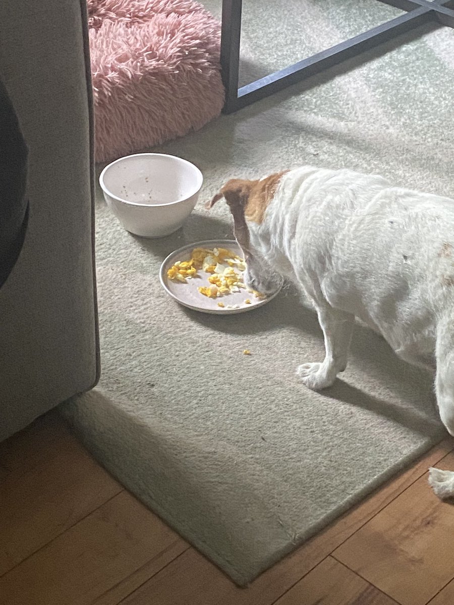 DaisyMaeJack's tweet photo. I’m very restless dis morning. Been up since 2 am 🙄Mom treated me to an eggy but Mom can see me on da camera and I’m not resting. She gave me a tiny bit of my meds but Mom thinks it wasnt enough. Hoping her or Dad will come home soon 😒🐾♥️ #seniordog #restless #anxiety https://t.co/F53w6r0rUq