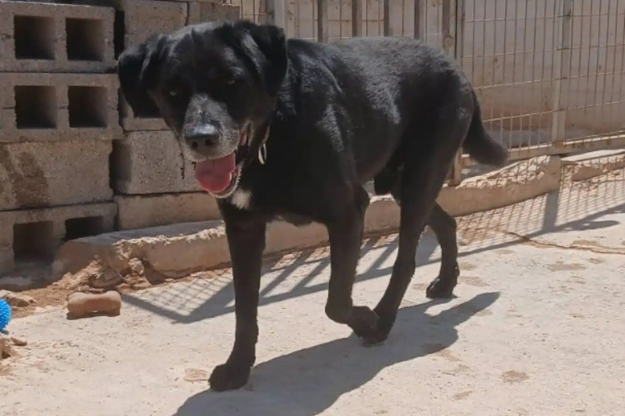 RXRqdEgogik2Z9P's tweet photo. Η άθλια Ελληνική Αστυνομία εγκατέλειψε σε κυνοκομείο τον Φοίβο, το μαύρο Λαμπραντόρ που υπηρετούσε ως ανιχνευτής εκρηκτικών!!!

Τον πέταξε σαν σκουπίδι σε κλουβί κυνοκομείου, μόλις γέρασε. Καμία τιμή, καμία αξιοπρέπεια!
Ευτυχώς φιλοζωική τον έσωσε και ψάχνει υπεύθυνο άνθρωπο να τον υιοθετήσει. Επικοινωνία: 693 6192895.