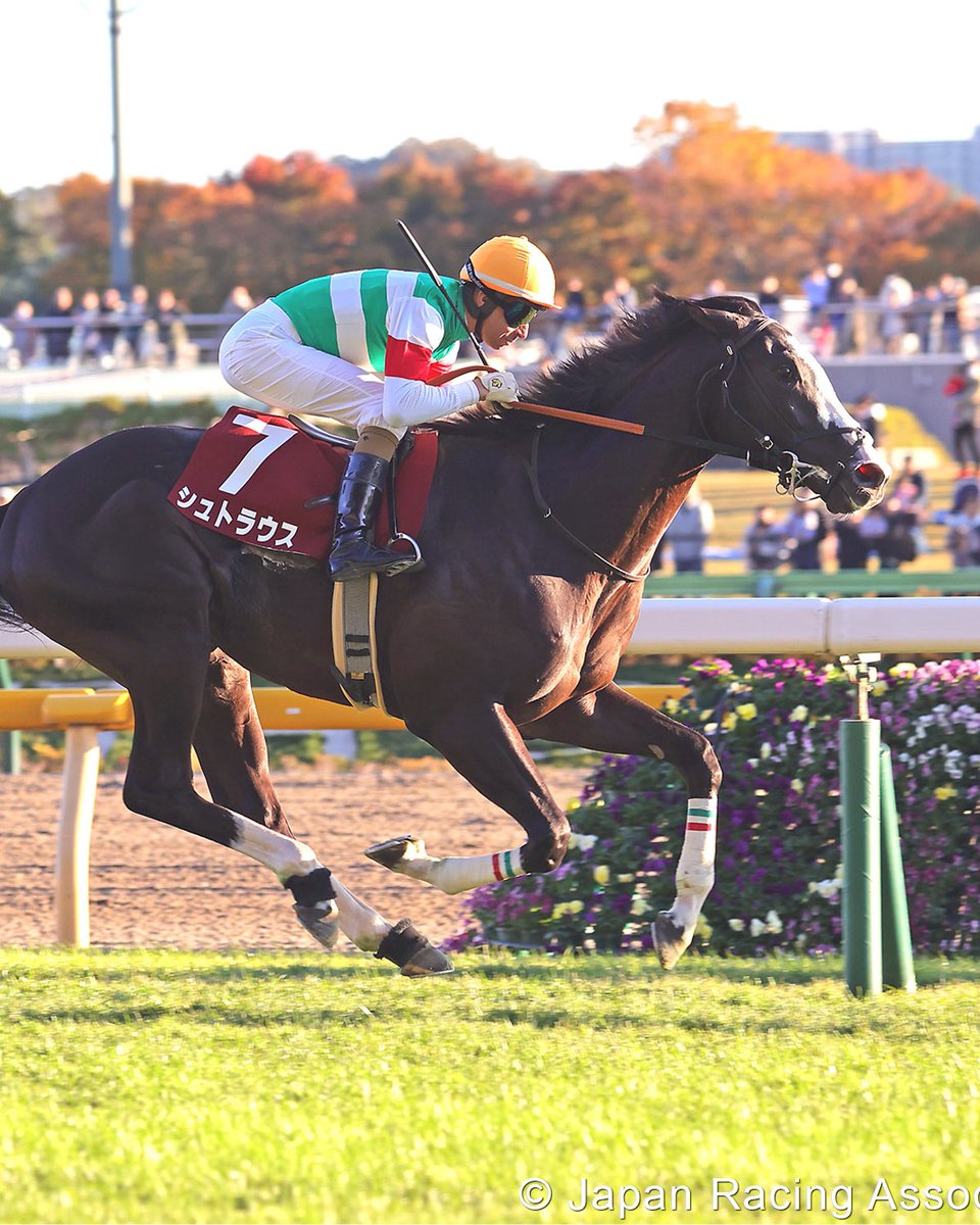 AtTheRaces's tweet photo. 🇬🇧 Zeus Olympios
🇫🇷 Dreamliner
🇯🇵 Sixpence
🇯🇵 Strauss
🇬🇧 More Thunder
🇫🇷 No Lunch
🇫🇷 Sir Tommy Cen
🇫🇷 Rayif
🇮🇪 Thesecretadversary
🇮🇪 Precise

All set for a truly international Prix Jacques Le Marois!

@francegalop @netkeiba #競馬
