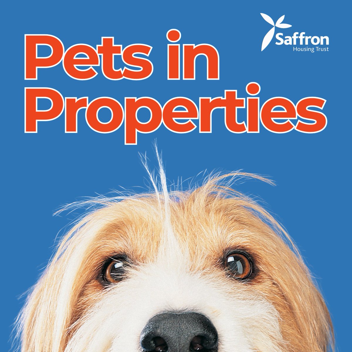 SaffronHousing's tweet photo. 🐾We love that many of you have furry family members at home. To help keep everyone safe, we kindly ask that pets are kept in another room while our team carries out repairs or inspections. This helps us work safely &amp; efficiently. Assistance pets always welcome 🩵 Thanks so much https://t.co/nsh9HXB3yU