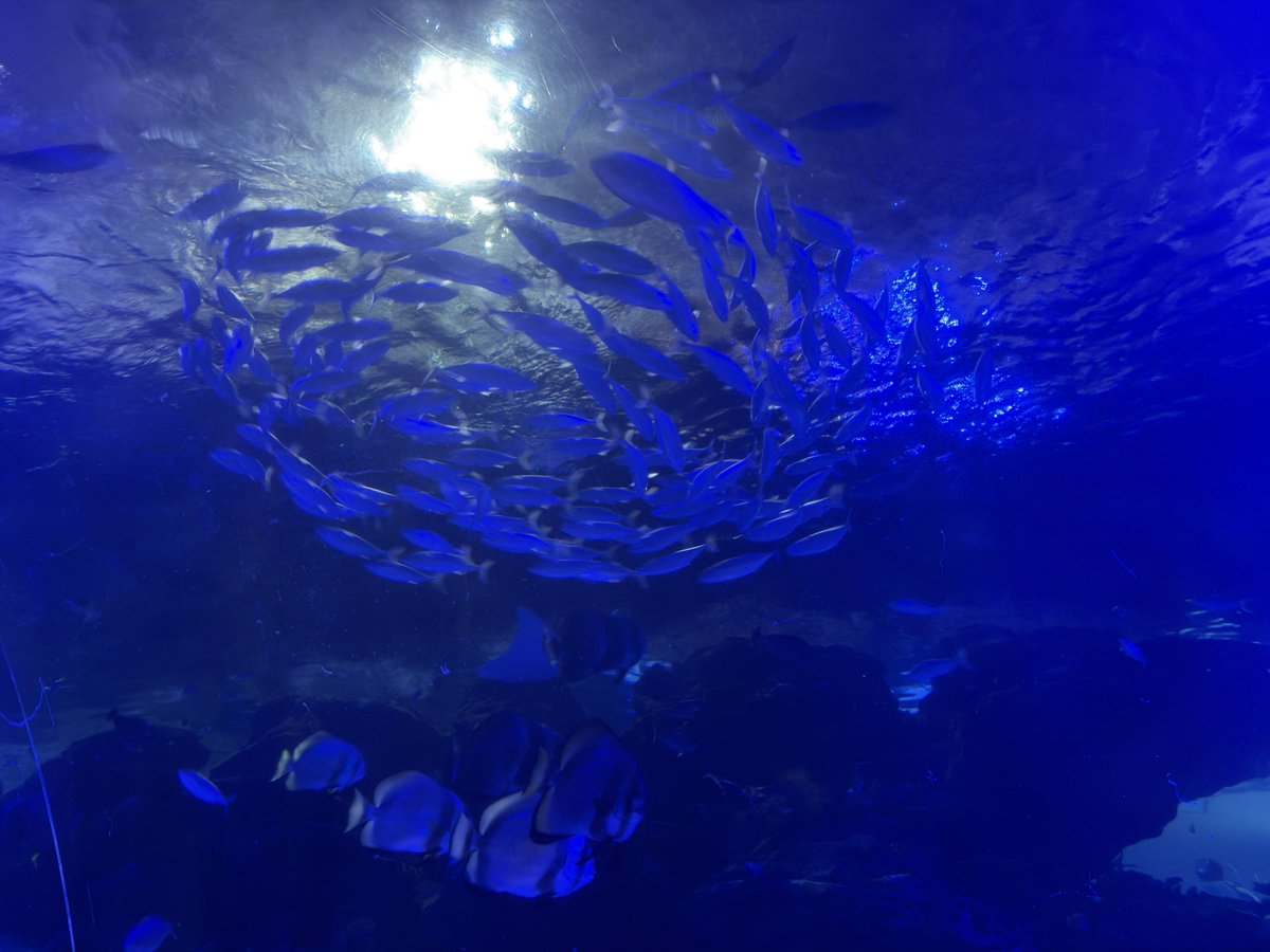 syu1192_'s tweet photo. 夜の名古屋港水族館は神
イルカショーも最高だった！ https://t.co/9y4jmMVOTV
