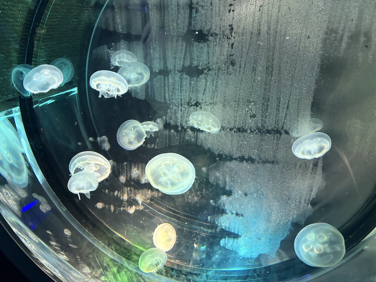 syu1192_'s tweet photo. 夜の名古屋港水族館は神
イルカショーも最高だった！ https://t.co/9y4jmMVOTV