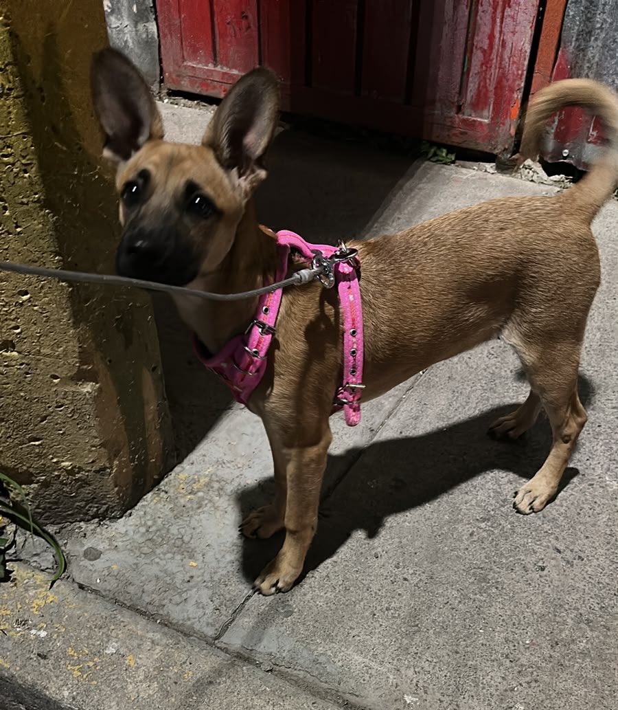 HELA_MORE's tweet photo. En la madrugada dejaron abandonada a esa perrita,no está resguardada,solo la amarraron para que no se aleje,pero sería maravilloso si alguien le puede dar hogar temporal o adoptarla.

Ya sé que no es la perrita blanca, súper peluda y talla pequeña que todos querrían pero también merece una oportunidad.

Está en Edomex.