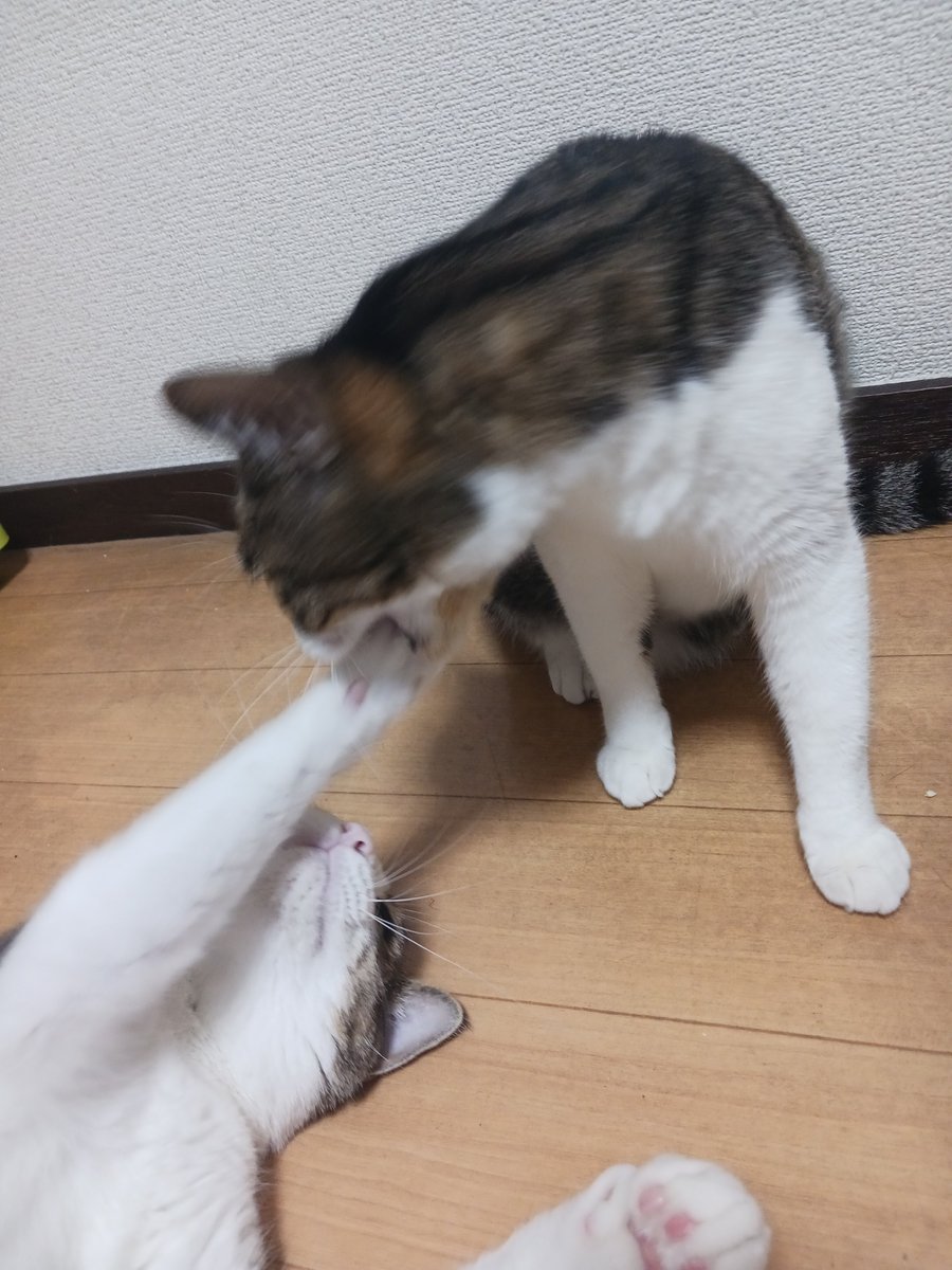 k_off_rc's tweet photo. もう8歳になった。 https://t.co/LSZT3Q3QXy