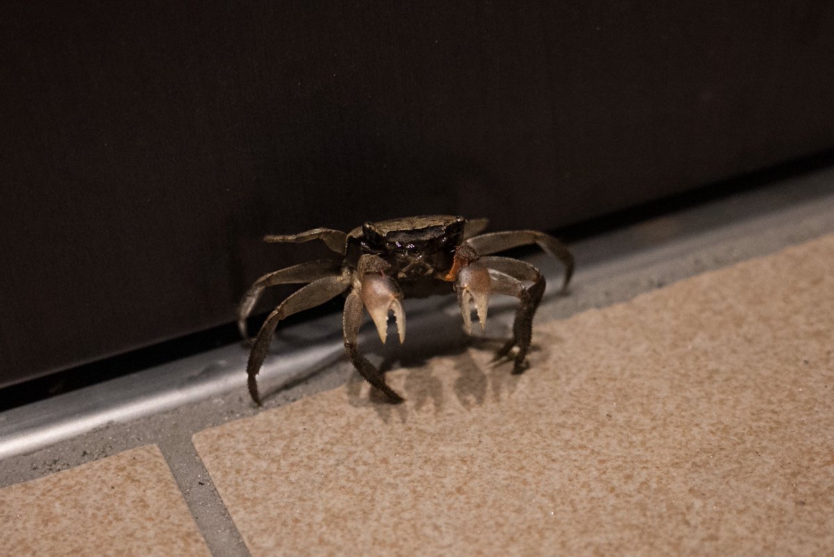今日も我が家にカニが来ている
