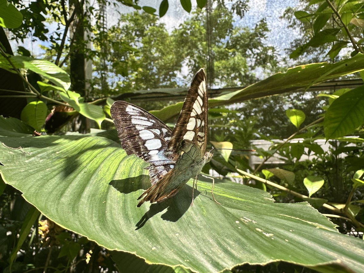 minublue's tweet photo. at the aviary… meet my guide! https://t.co/xrkRN8aNd2