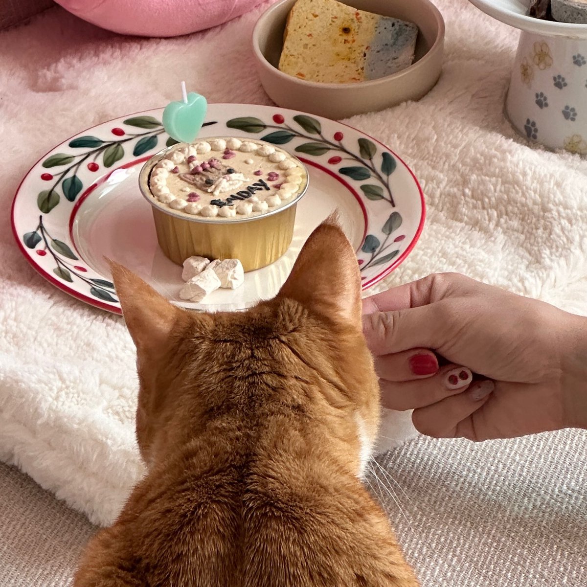 lilymelodies's tweet photo. 김홍시 생축!!! 🐈🐾🥳 https://t.co/dkVHZU7ylO