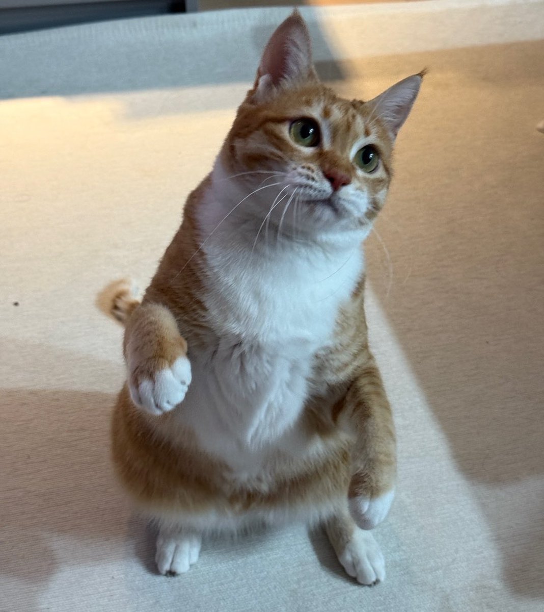 lilymelodies's tweet photo. 김홍시 생축!!! 🐈🐾🥳 https://t.co/dkVHZU7ylO
